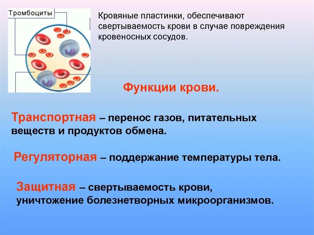 Функции крови. Функции кровеносной системы. Функции крови 7 класс. Функции крови 7 класс биология.