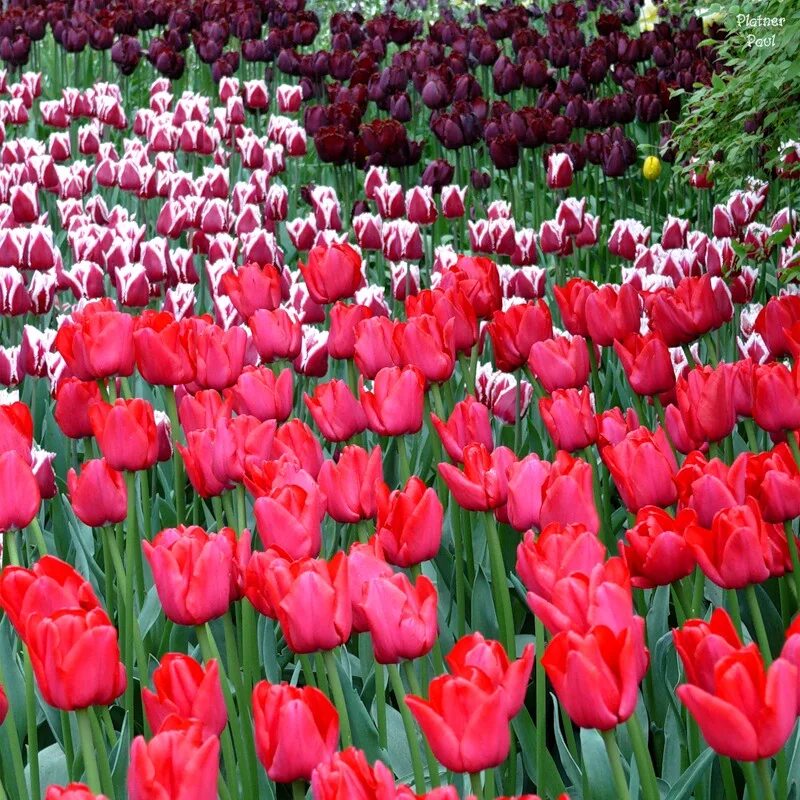 Тюльпан цветок символ. Тюльпан символизирует. Тюльпаны обозначение цветов. Тюльпан символ чего. Тюльпан символ чего.