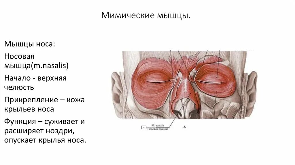 Пульсирующие мышцы. Мышцы окружающие носовые отверстия. мышцы окружающие носовые отверстия таблица.