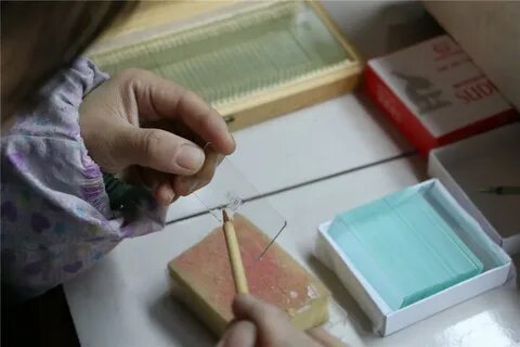 Подготовка предметных стекол