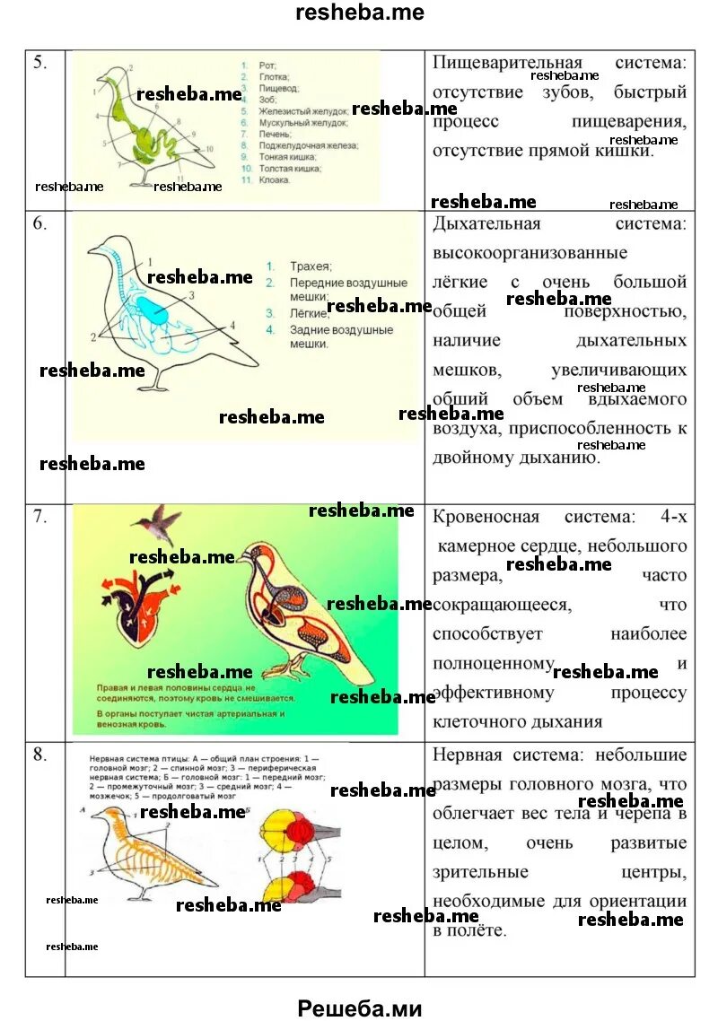 Лабораторная работа номер 6 внешнее строение птиц. Строение птицы 7 класс биология. Лабораторная работа изучение и строение птиц. Внешнее строение птицы биология 7 класс. Птицы леса особенности строения.