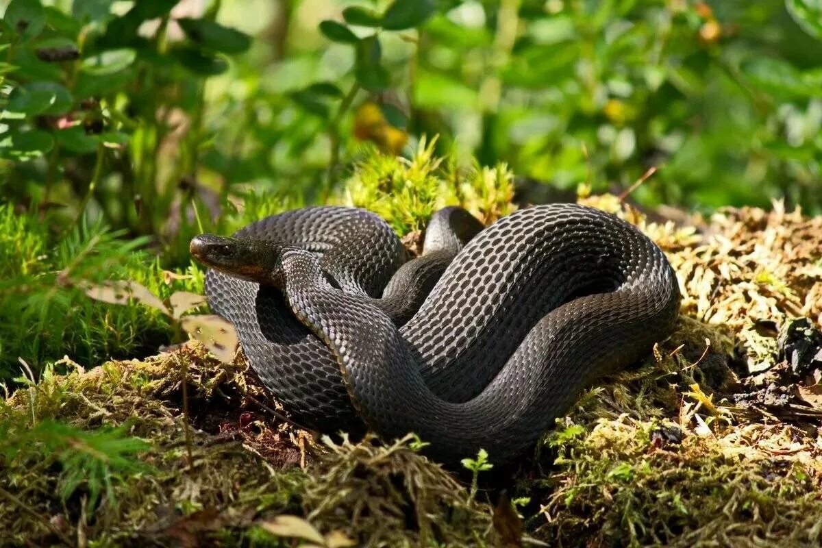 Фото гадюки. Чёрная гадюка змея. Обыкновенная гадюка черная. Гадюка обыкновенная Лесная. Змеи черная гадюка.