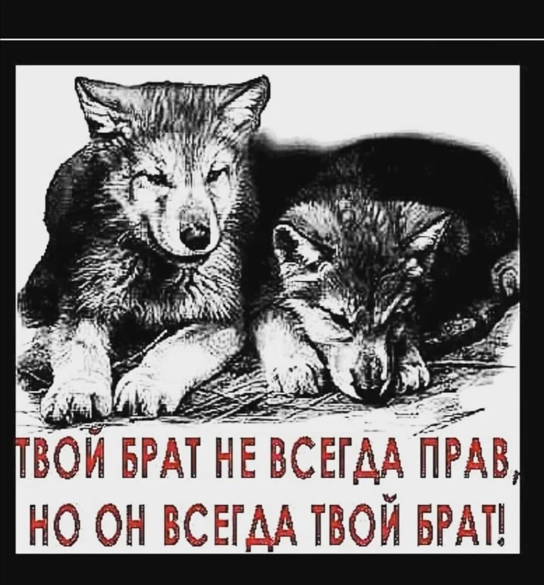 Волк брат. Брат не всегда прав но всегда твой брат. Брат не всегда прав но он всегда. Твой брат не всегда прав но он всегда твой. Твой братец