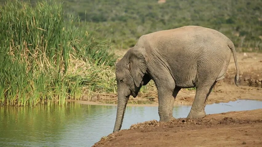 Слон пьющий воду. Слон пьет воду. Слон пьет. Слоник пьет. Африканский слон пьет воду.