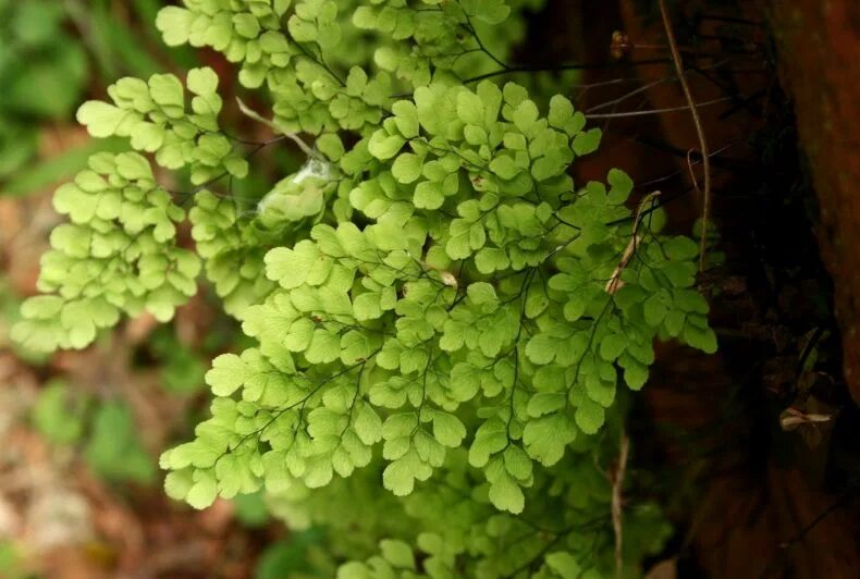 Папоротник Adiantum. Папоротник адиантум Радди. Папоротник адиантум Венерин. Папоротник адиантум курчавый. Венерин волос купить