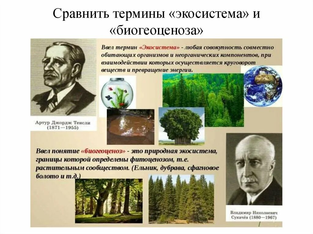 Термин экосистема Тенсли. Термин биогеоценоз. Экосистема и биогеоценоз. Понятие о биогеоценозе и экосистеме.