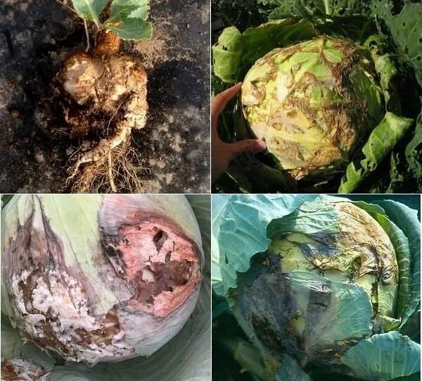 Болезни капусты белокочанной в открытом грунте: найдено 90 изображений