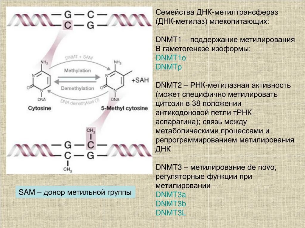 ДНК метилтрансфераза. Метилирование ДНК. А семейство ДНК. Sam метилирование.