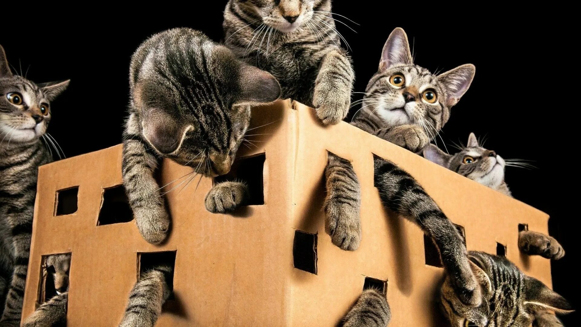 Коты в закулисье