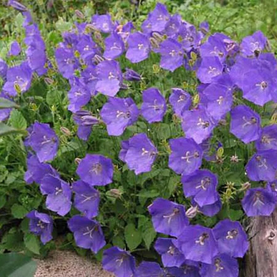 Колокольчик карпатский клипс дип блю. Колокольчик карпатский (campanula carpatica). Колокольчик карпатский блю. Кампанула карпатский колокольчик. Колокольчик карпатский блю клипс.