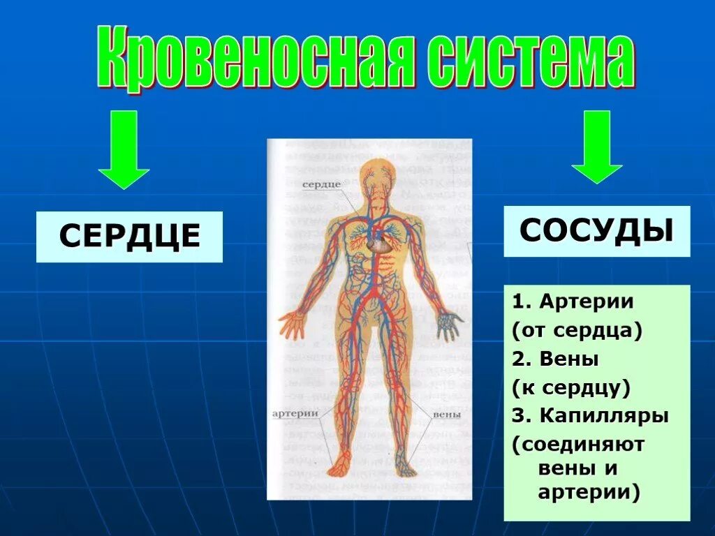 Кровеносная система человека доставляет лекарственные впр. Органы кровеносной системы человека 3 класс окружающий. Органы кровеносной системы 3 класс окружающий мир. Кровеносная система организма 3 класс. Органы кровеносной системы человека 3 класс окружающий мир.