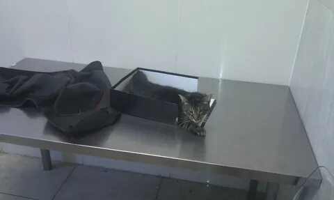 Кот умершего человека