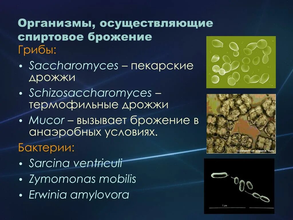 Способен к спиртовому брожению. Бактерии спиртового брожения. Спиртовое брожение возбудители процесса. Спиртовое брожение дрожжей. Бактерии осуществляющие спиртовое брожение.