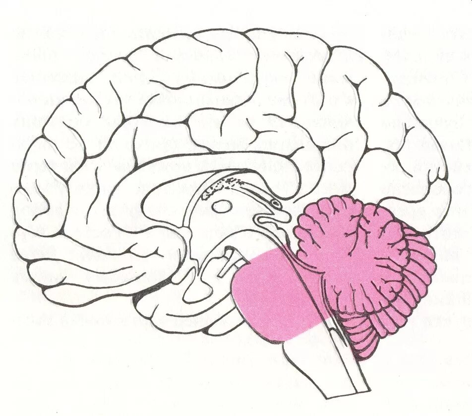 Задний мозг, Metencephalon. Головной мозг варолиев мост. Задний мозг мозжечок. Строение задних отделов головного мозга. Задний головной мозг включает