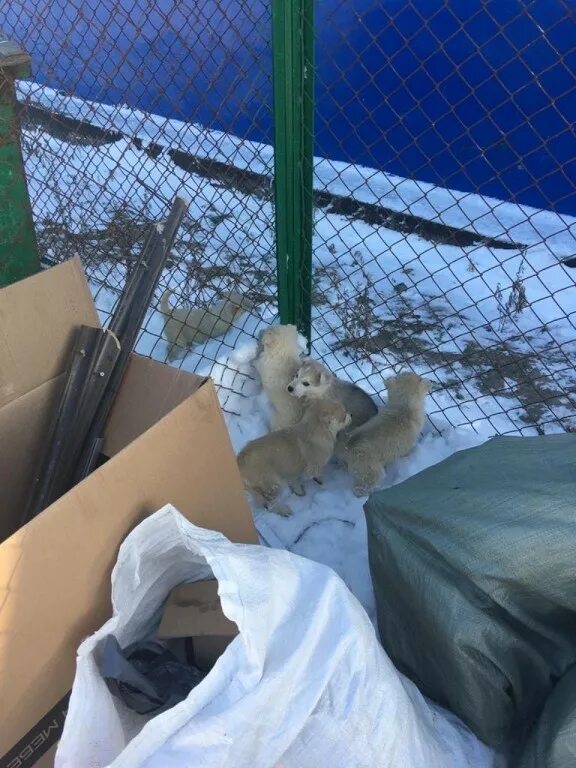 Щенков выбросили на мусорку. Щенки подобранные на свалках.