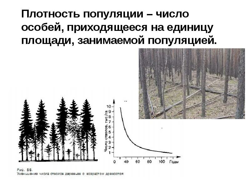 Количество особей на единице площади