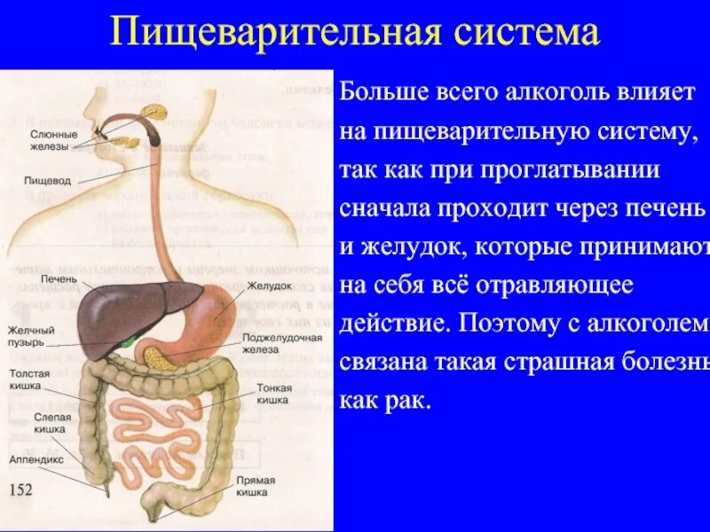 Пищевод процессы пищеварения. Влияние наркотиков на пищеварительную систему. Воздействие наркотиков на систему пищеварения. Влияние наркотики на пищеварение системы. На что влияет наркотики на систему пищеварения.