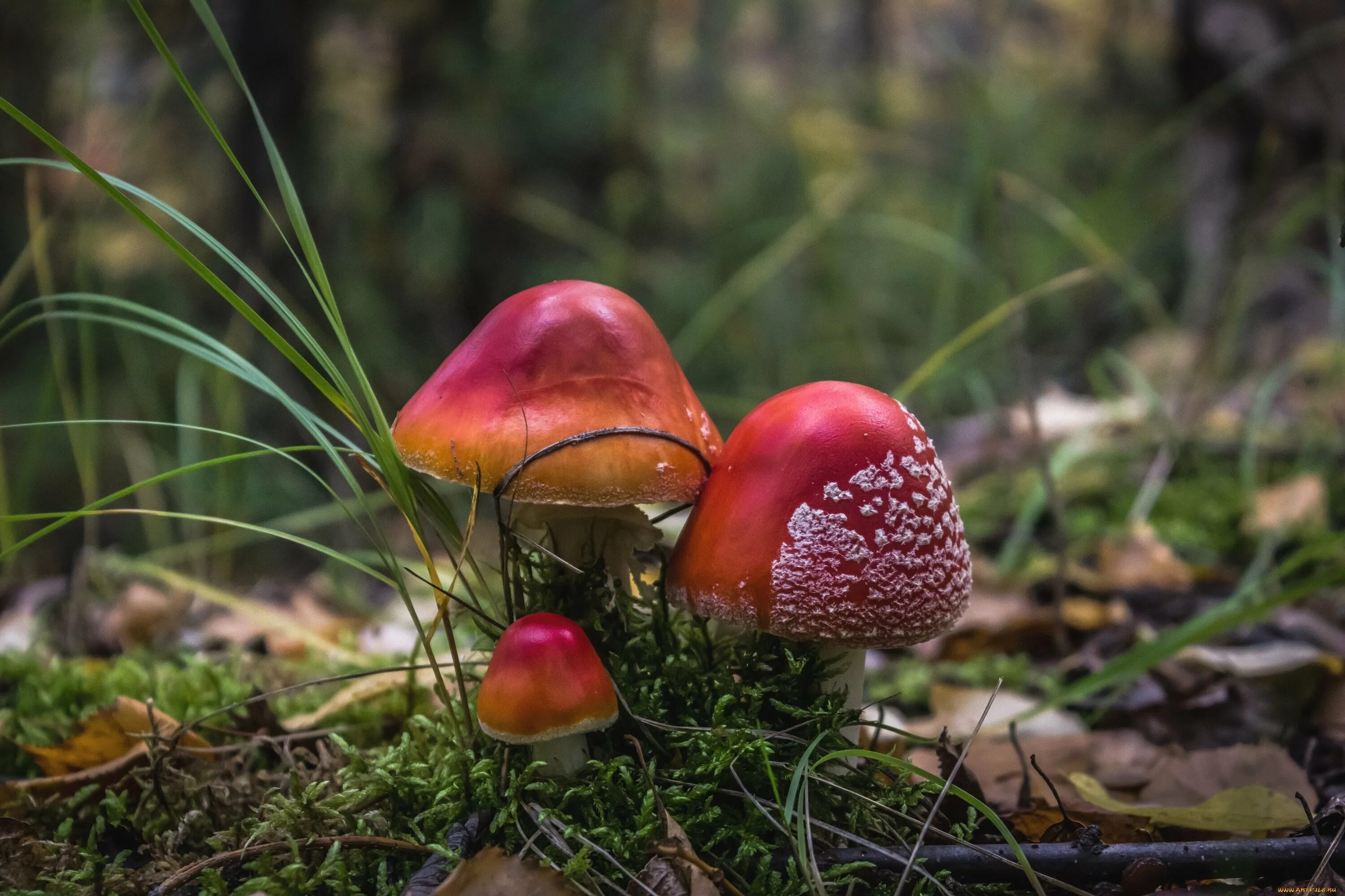 Лесные грибы. Грибы в природе. Красивые грибы. Лес грибы ягоды. Ой грибочки