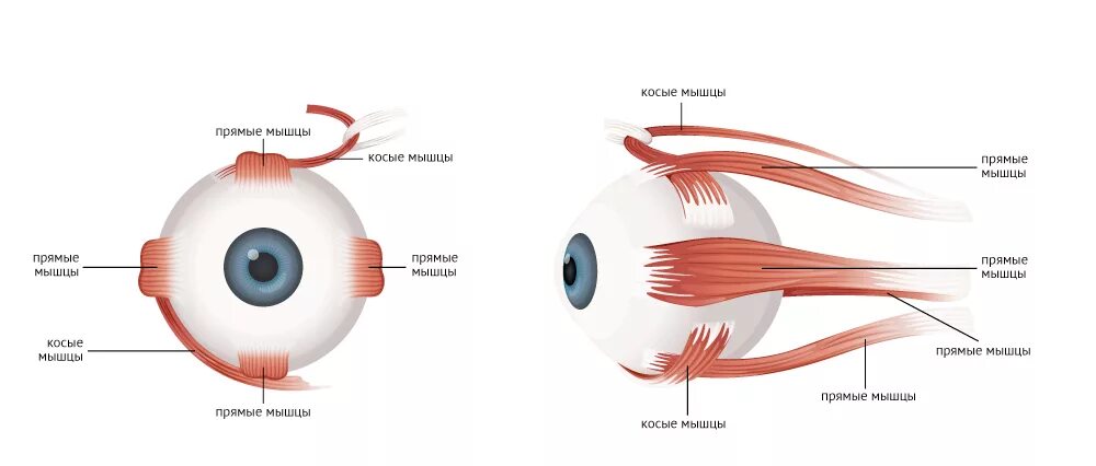 Глазное яблоко глазодвигательные мышцы. Глазные мышцы строение и функции. Глазодвигательные мышцы анатомия. Мышечное строение глаза. Места крепления глазодвигательных мышц