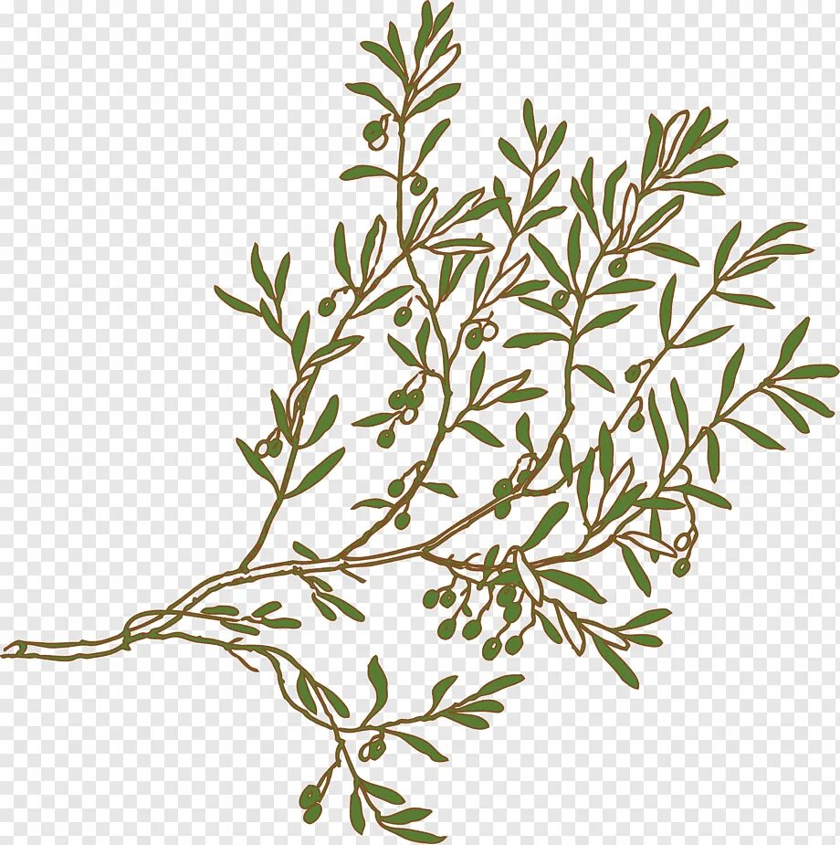 «Оливковая ветвь»первенцев. Веточки оливы. Оливковая ветвь рисунок. Векторные веточки листики.