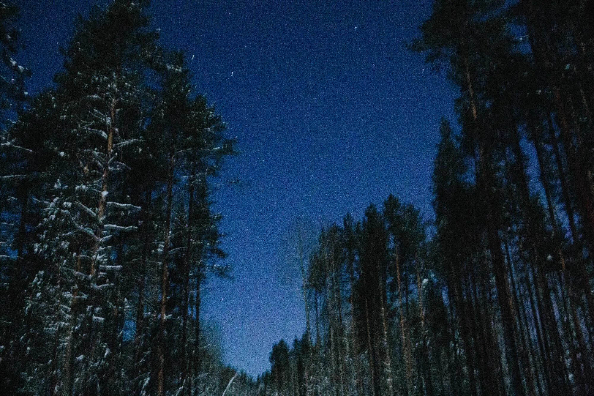 Ночью в лесу 3 класс. Сосновый Бор ночью. Хвойный лес ночью. Сосновый лес ночью. Сосны в ночном лесу.