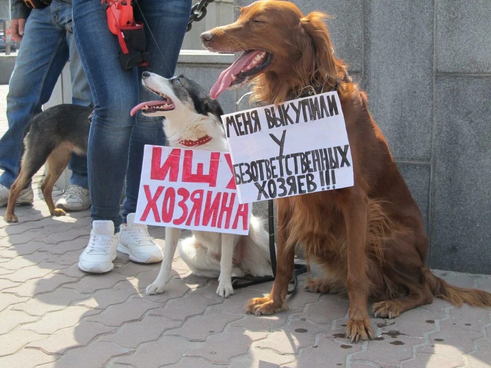 Защита животных. Защита прав животных. Общество защиты прав животных. Защитники животных. Обитатель общества