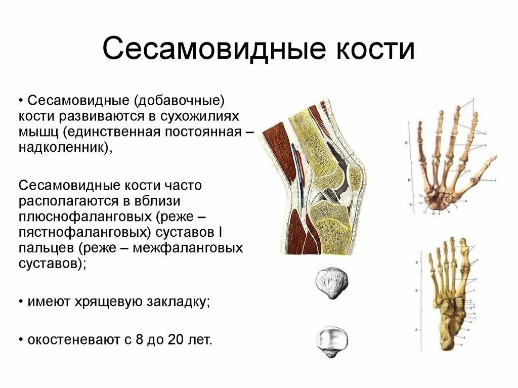 Губчатая сесамовидная кость. Сесамовидные кости кисти анатомия. Сесамовидные кости относятся. Сесамовидные.