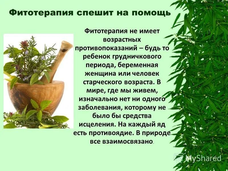 фитотерапия лекции