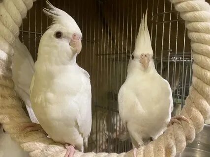 Белый корела