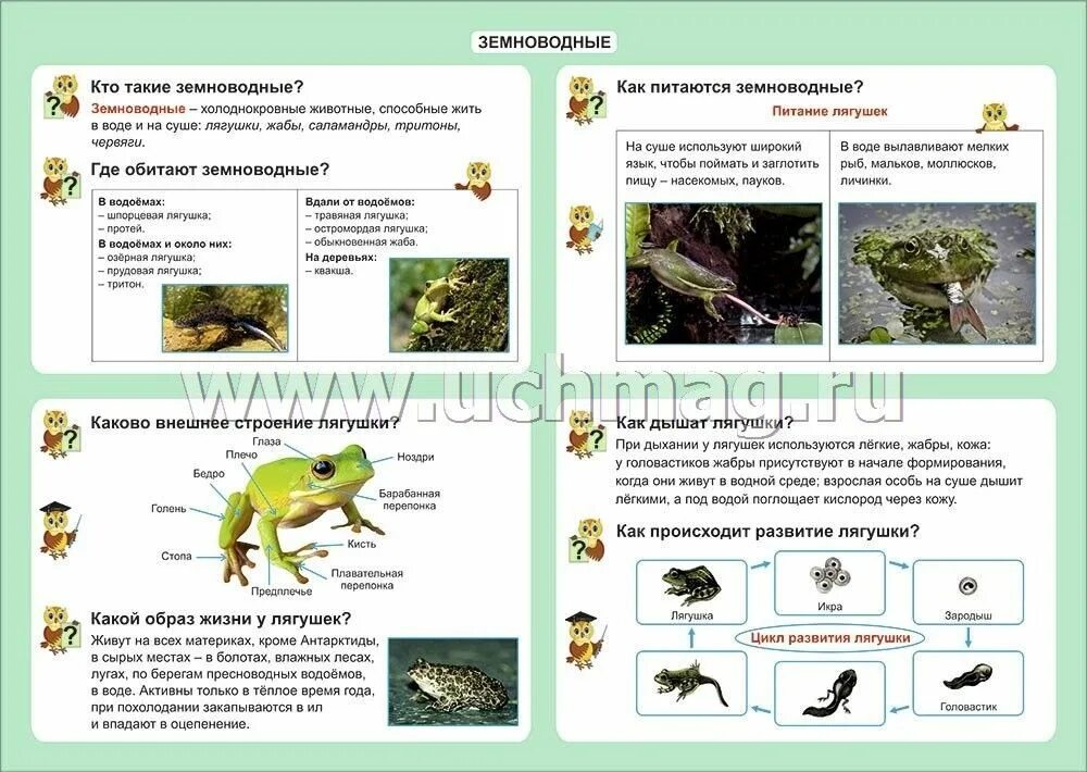 Земноводные задания для дошкольников. Земноводные окружающий мир для дошкольников. Земноводныепресмыкающиесязадантя. Тема земноводные для дошкольников.
