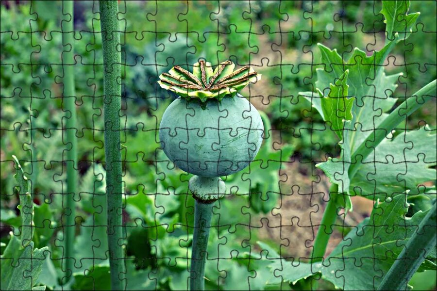 Мак который работает. Мак опий. мак опийный (papaver somniferum). мак цветок опиум. мак снотворный листья.