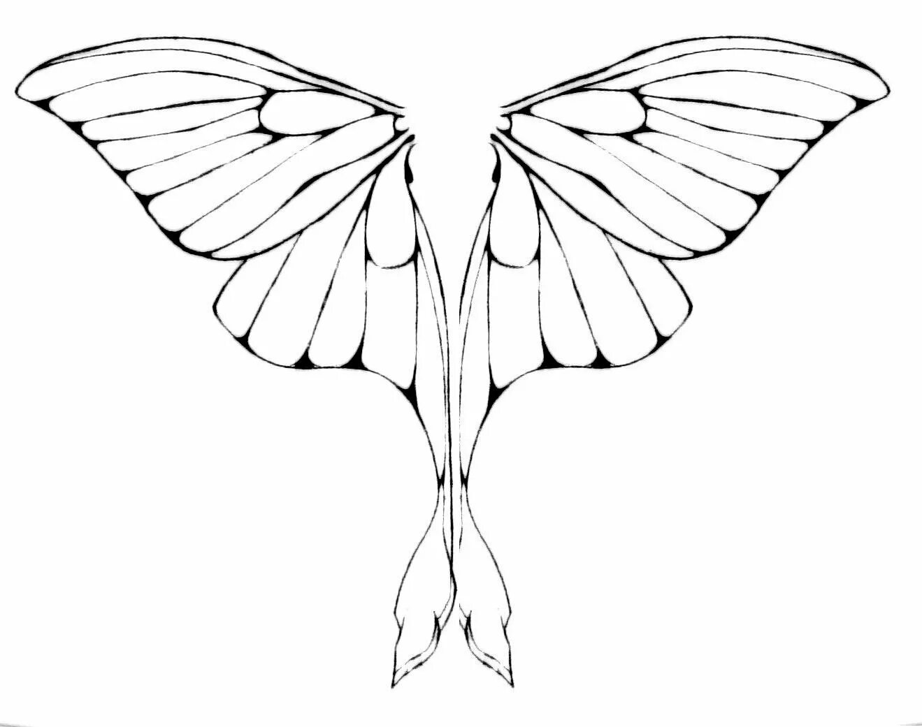 Простые крылья бабочки. Бабочка рисунок. Крылья бабочки. Бабочка эскиз. Крылья раскраска.
