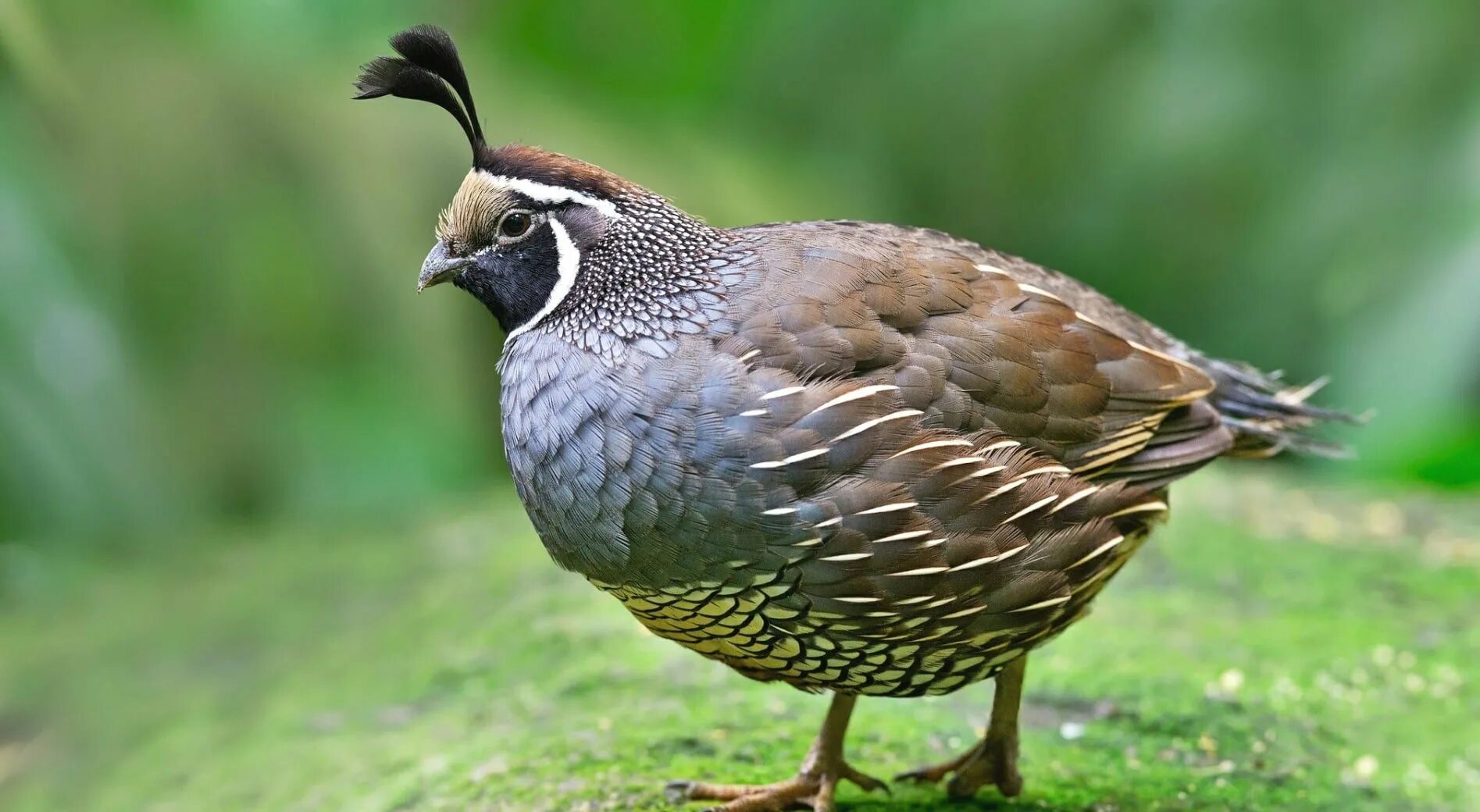 Coturnix japonica. Птичка перепелка. Перепел обыкновенный coturnix coturnix. Зубчатоклювые куропатки. Птичка перепелка.
