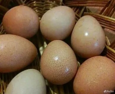 Сколько сидят на яйцах цесарки дней