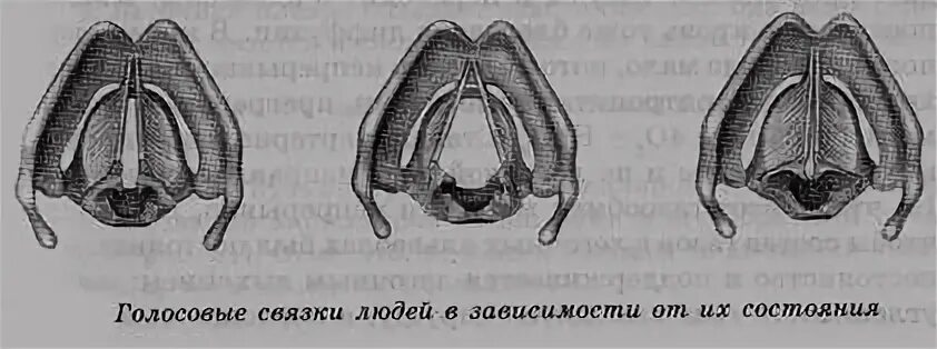 Рис 84 голосовые связки. Голосовые связки у человека. Голосовые связки у человека в разном состоянии. Голосовые связки без подписей. Удаление голосовых связок у собаки