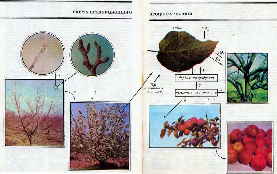 Яблоня с зелеными яблоками. Схема внекорневой подкормки яблони. Корзины с яблоками. Схема подкормки плодовых деревьев и кустарников весной. Фазы развития черешни.