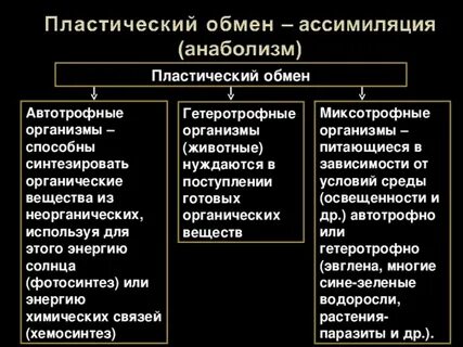 Особенности пластического обмена
