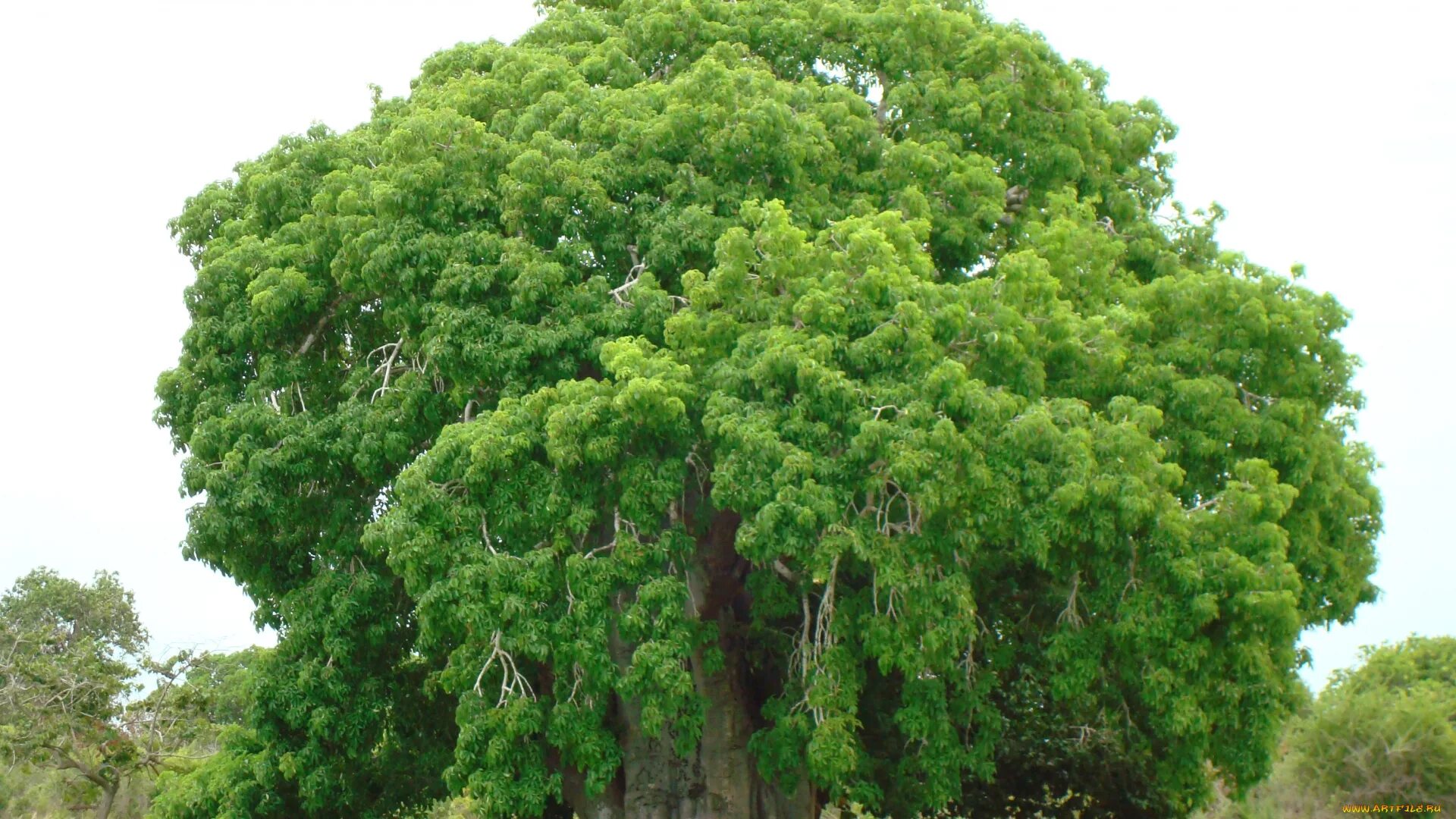Очень толстой дерево. Дерево. Гигантское тропическое дерево. Гигантское тропическое дерево с очень толстым стволом. Африканская липа дерево.