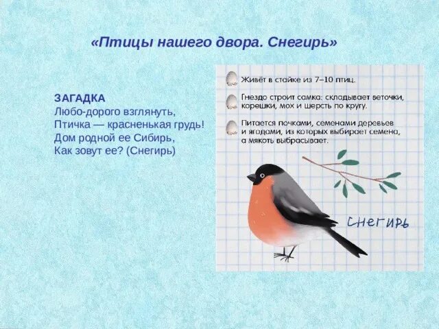 Снегирь сколько букв и звуков