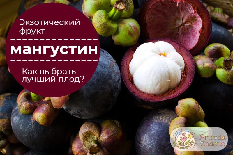 Мангустин польза. Мистер мангустин. Мангустин семена. Мангустин вкус. Мангустин на рынке.