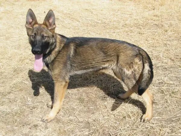 Метис овчарки и малинуа. Помесь бельгийской овчарки. Бельгийская овчарка черная гладкошерстная. Метис овчарки и малинуа. Метис овчарки и малинуа.