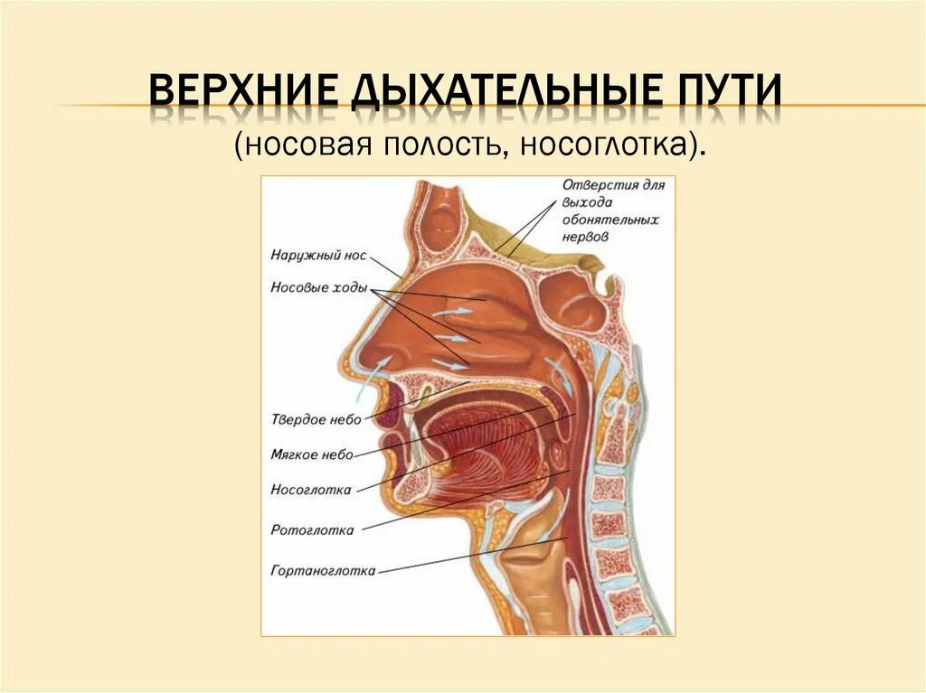 Верхние дыхательные органы человека. Верхние дыхательные пути анатомия. верхние дыхательные верхние дыхательные пути. строение дыхательных путей анатомия. верхний отдел дыхательных путей строение.