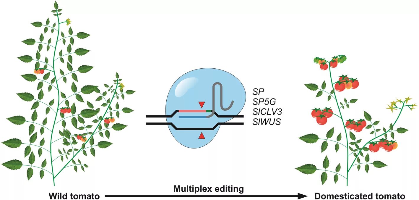 CRISPR/CAS У злаковых. Speed breeding растений на белом фоне. CRISPR-продукты. Plant breeding