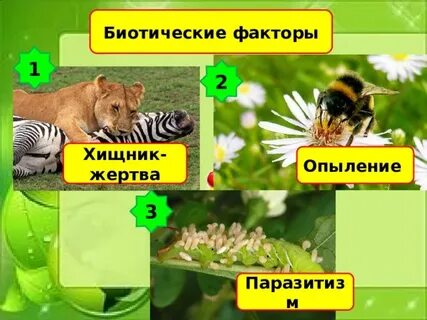 Хищники в экосистеме