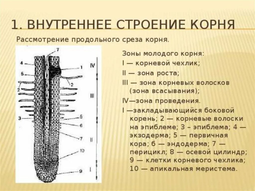 Строение зоны корня рисунок. Строение продольного сечения корня. Строение корня на продольном срезе. Зона молодого корня а продольный срез корня. Внутреннее строение корня функции.