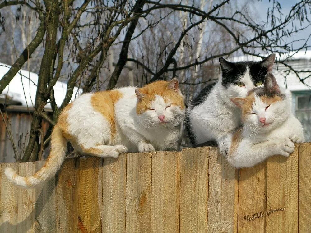 Кошка три дня