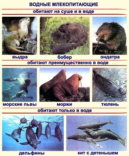 Водные млекопитающие примеры. Водные млекопитающие. Млекопитающие обитающие в воде. Наземные млекопитающие представители. Обитатели водной среды млекопитающие.