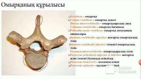 Мысырдағы секс порно видео