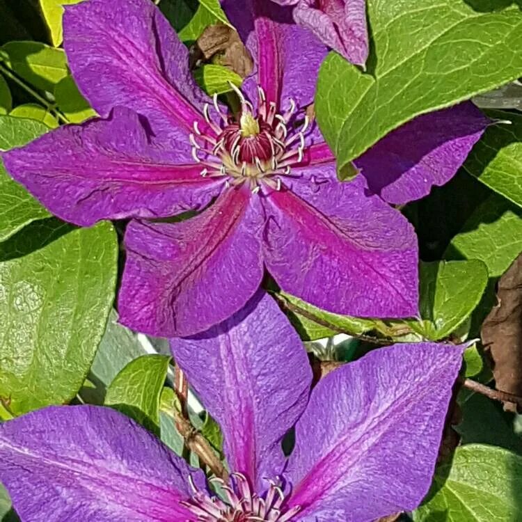 Клематис Миссис Н.Томпсон (Clematis Mrs. N.Thompson) купить в Москве по низкой ц