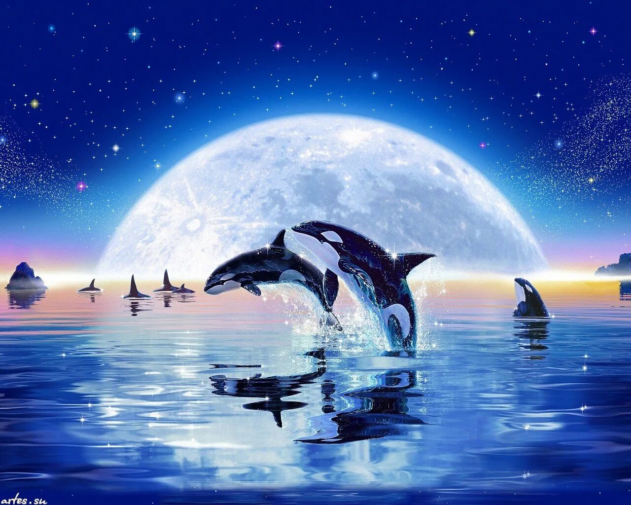 Песни луна дельфины. Christian Riese lassen касатки. Касатка и Дельфин. Дельфины в море. Дельфин в море.